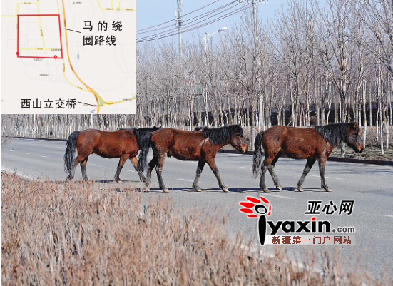 3月15日，幾匹馬慢悠悠地在橫穿烏市融合南路。亞心網(wǎng)首席記者張萬德攝