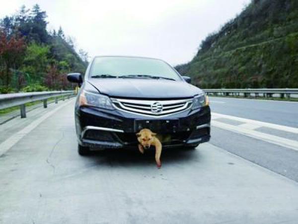 @婁底新聞網(wǎng)：一條狗在高速公路上被時(shí)速過(guò)百的汽車(chē)撞到后，生還的幾率能大過(guò)萬(wàn)分之一嗎？